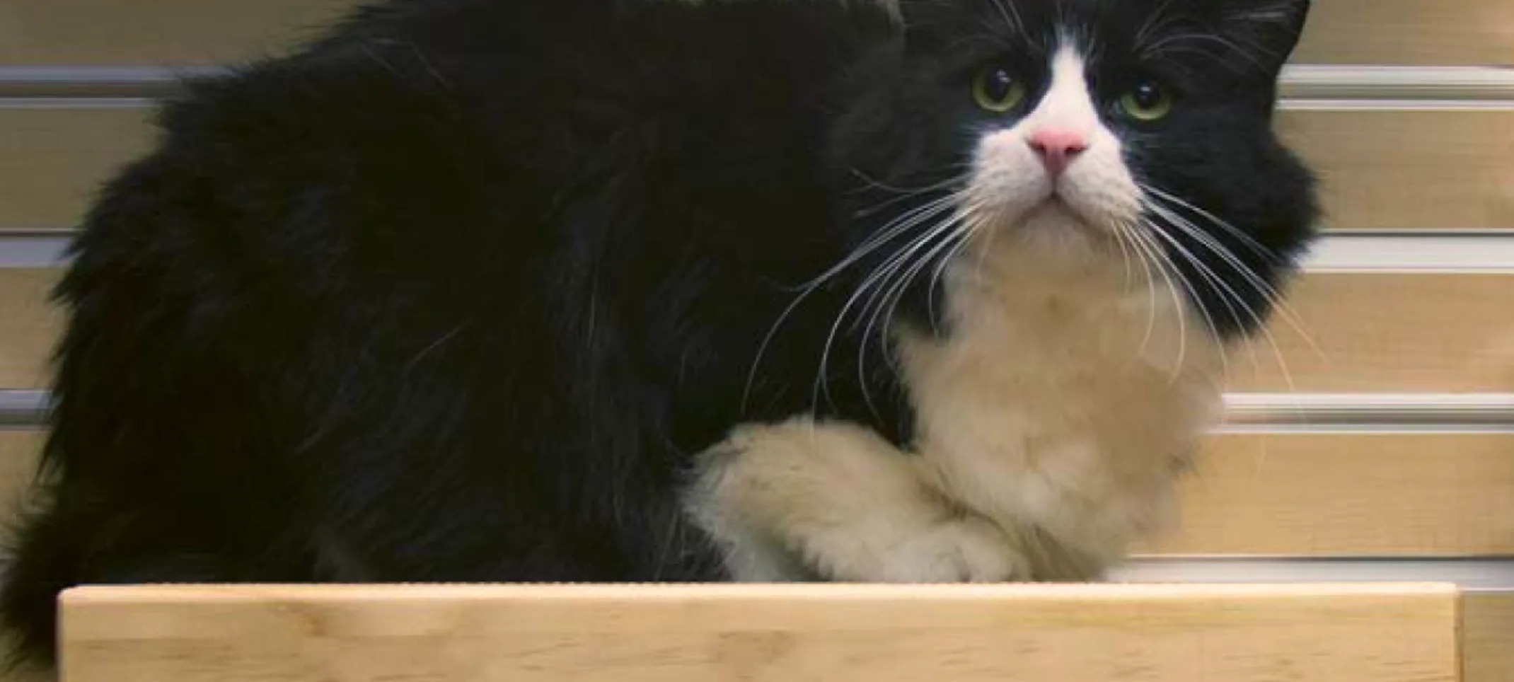 Cat sitting on wooden play area